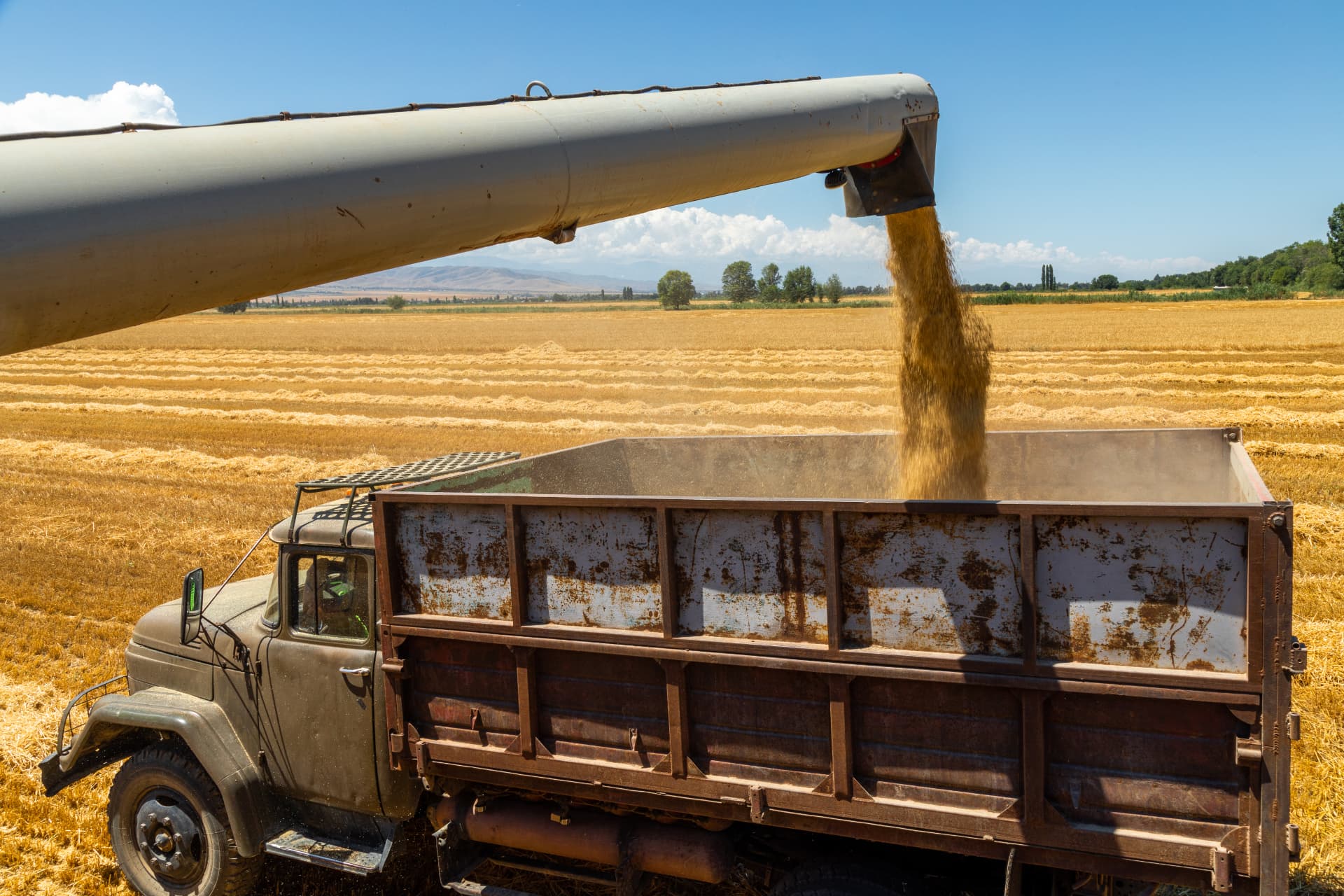 Combine harvester discharging freshly harvested grain into a truck bed