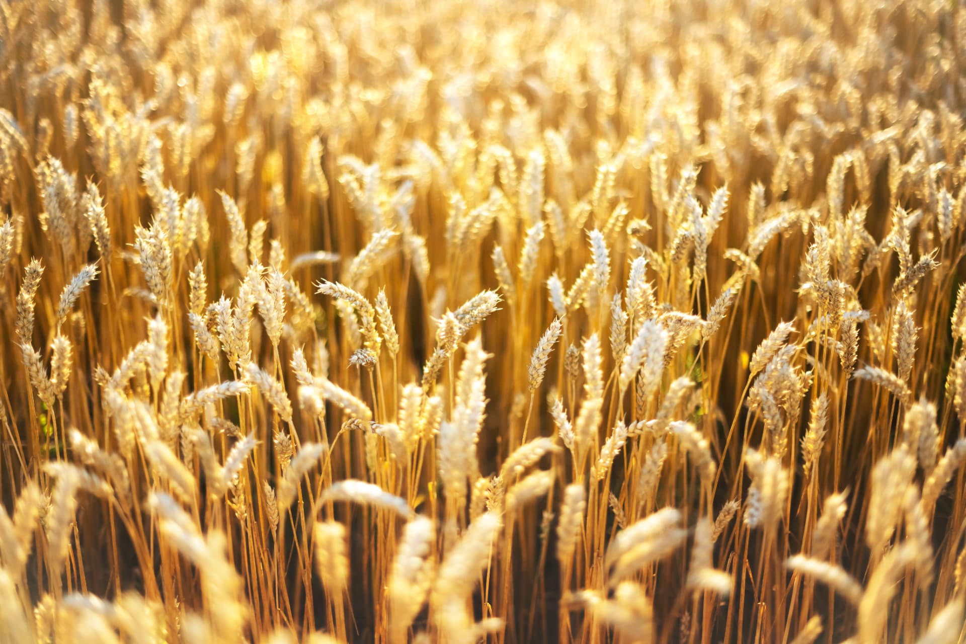 Ripe golden wheat field glowing in warm sunlight
